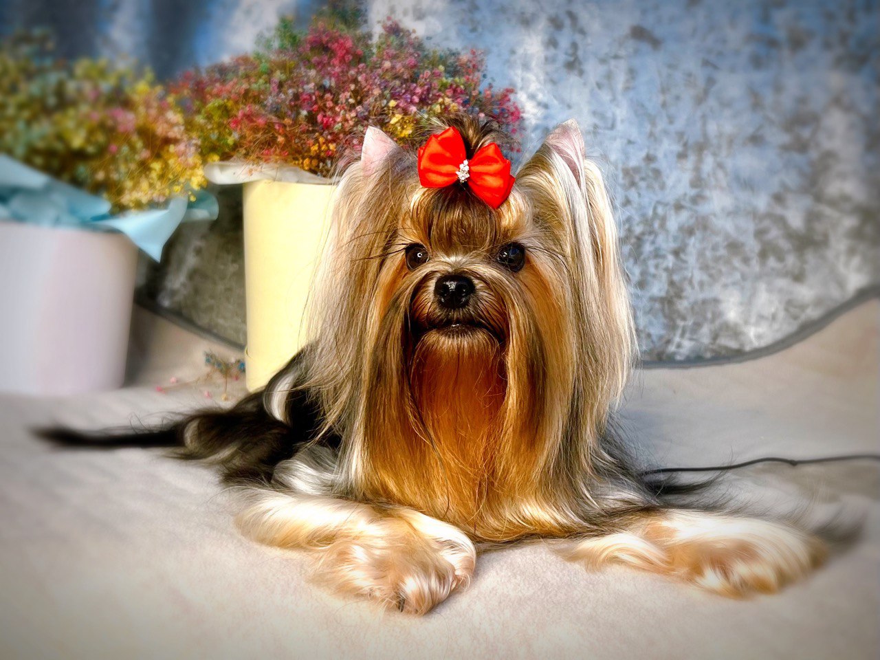 Amore Bravo AMORE BRAVO DIVA VICTORIA &mdash; Labaza DogPedigree YorkshireTerrier